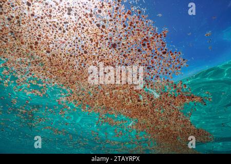 Aggregation of red seaweed Asparagopsis armata in tetrasporophyte stage floating on the water surface, seen from underwater, Atlantic ocean Stock Photo