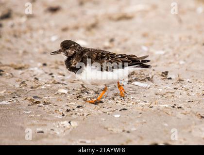 Turnstone on Bull Island, Dublin in Ireland Stock Photo