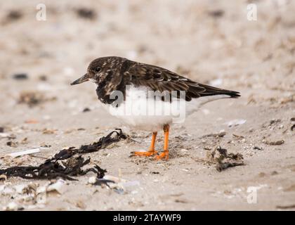 Turnstone on Bull Island, Dublin in Ireland Stock Photo