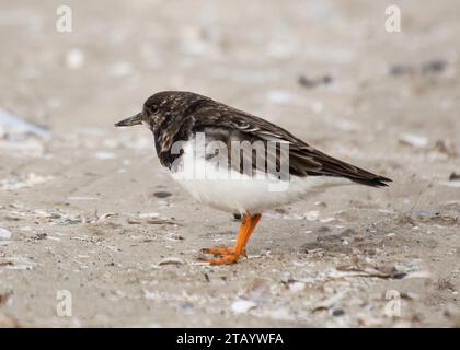 Turnstone on Bull Island, Dublin in Ireland Stock Photo