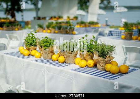 A rustic summer table with fresh lemons and herbs on a checkered tablecloth Stock Photo