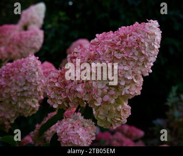 Closeup of the large conical flowers turned pink of the hardy perennial summer flowering garden shrub Hydrangea paniculata Vanille Fraise Renhy. Stock Photo