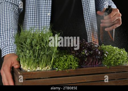 Man spraying different fresh microgreens in wooden crate on black background, closeup Stock Photo