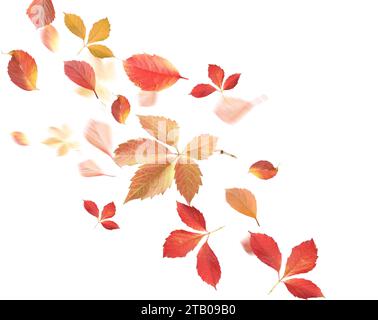 Beautiful autumn leaves flying on white background Stock Photo