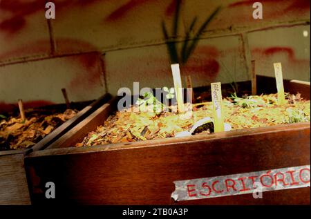 Growing vegetables in repurposed containers made from reused wooden drawers, with planting identification and a label written with the word office. Stock Photo