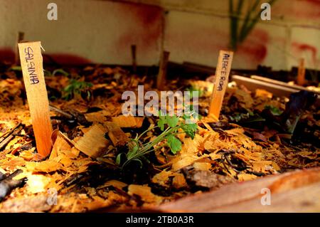 Growing vegetables in repurposed containers made from reused wooden boxes, with planting identification written in Portuguese, in an educational. Stock Photo