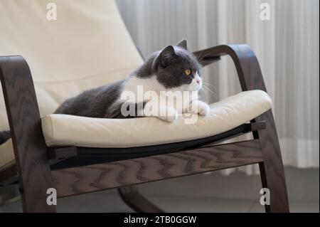 British shorthair cat lying on rocking chair Stock Photo