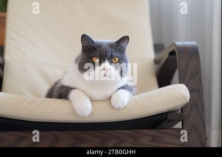 British shorthair cat lying on rocking chair Stock Photo