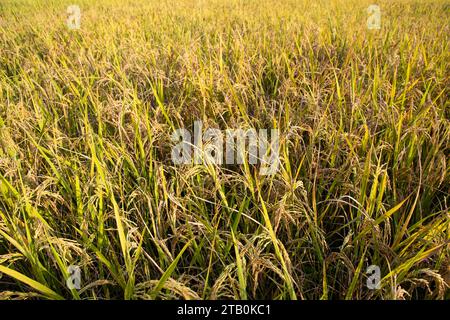 Top view grain rice field agriculture landscape Stock Photo