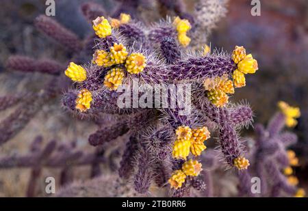 Cane Cholla or Cylindropuntia Spinosior, North American Southwest US Desert Cactus Species Bloom with Yellow Flowers and Purple Stem Close Up Detail Stock Photo