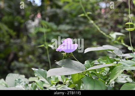An elevated pale purple colored spurred butterfly pea flower, the view through the green leaves of a spurred butterfly pea vine (Centrosema virginianu Stock Photo