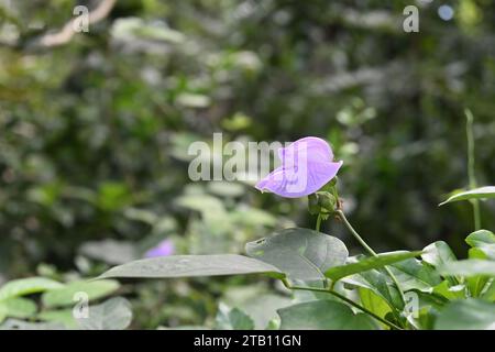 Close up view of an elevated spurred butterfly pea flower (Centrosema virginianum) blooming in a vine Stock Photo