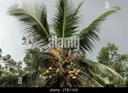 A Coconut treetop view with a blooming inflorescence and the different growing stage coconut bunches, This tree is also known as the coconut palm tree Stock Photo