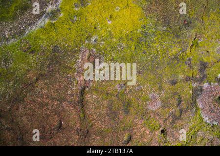 Lichen Fungi Green Moss on the old Concreate wall abstract Texture background. Rusty, Grungy, Gritty Vintage Background Stock Photo