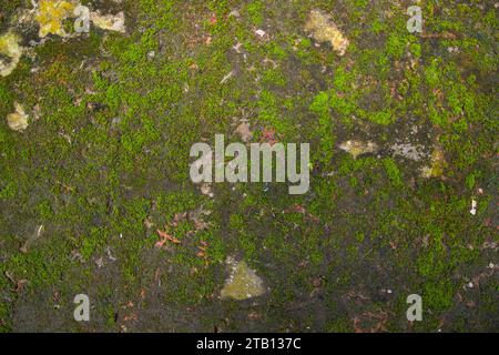 Fungi Green Moss Texture abstract background concrete wall. Rusty, Grungy, Gritty Vintage Background Stock Photo