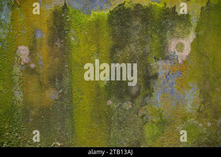 Fungi Green Moss Texture abstract background concrete wall. Rusty, Grungy, Gritty Vintage Background Stock Photo