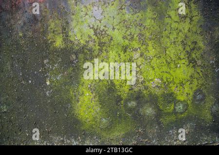 Fungi Green Moss Texture abstract background concrete wall. Rusty, Grungy, Gritty Vintage Background Stock Photo