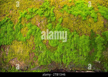 Fungi Green Moss old concrete wall abstract Texture background wallpaper. Rusty, Grungy, Gritty Vintage Background Stock Photo