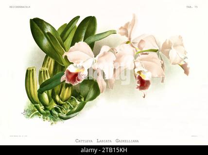 Old illustration of  Gaskell's Cattleya (Cattleya gaskelliana). Reichenbachia, by F. Sander. St. Albans, UK, 1888 - 1894 Stock Photo