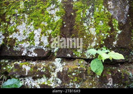 Lichen Fungi Green Moss on the old Concreate wall abstract Texture background. Rusty, Grungy, Gritty Vintage Background Stock Photo