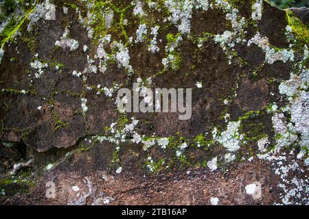 Lichen Fungi Green Moss on the old Concreate wall abstract Texture background. Rusty, Grungy, Gritty Vintage Background Stock Photo