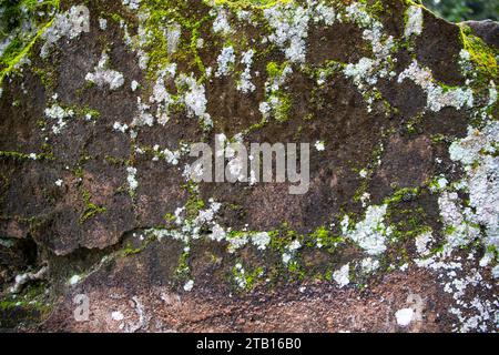 Lichen Fungi Green Moss on the old Concreate wall abstract Texture background. Rusty, Grungy, Gritty Vintage Background Stock Photo