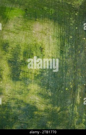 Fungi Green Moss Texture abstract background concrete floor Stock Photo