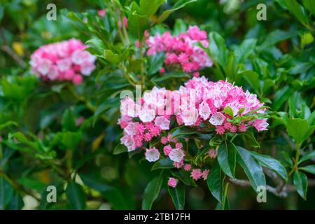 Kalmia latifolia Olympic Fire, mountain laurel Olympic Fire, Calico bush, deep pink buds, pink almost white octagonal flowers Stock Photo