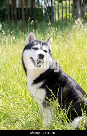 photography, face, husky dog, looking, Siberian husky, pedigree, active, grass, animal, eye, friend, purebred, breed, funny, domestic, no people, play Stock Photo