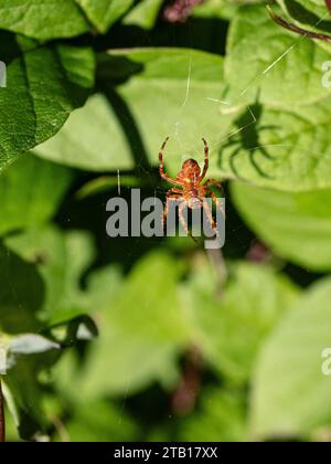 A garden spider sitting in the centre of its web waiting for prey Stock Photo