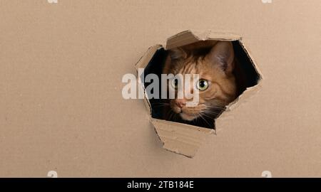 Funny red cat looking curious out of a hole in a cardboard box. Panoramic image with copy space. Stock Photo
