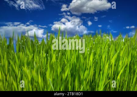 macro of real green grass lawn, blue sky with clouds in the background Stock Photo