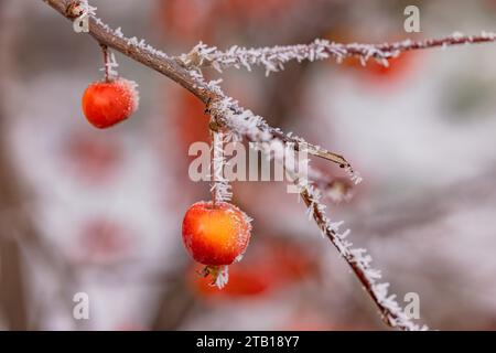 Colorful ornamental apple with ice crystals in winter Stock Photo