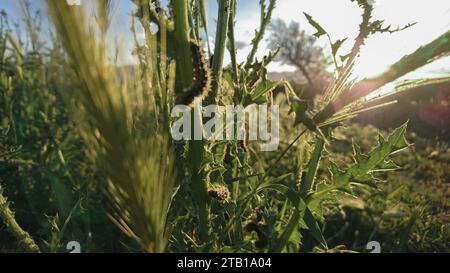 A close up image of larva and worm. wrapped around a Stems of plants Stock Photo