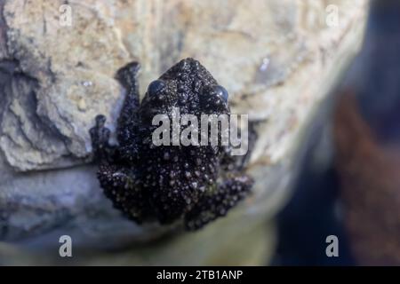 Vietnamese Mossy Frog Theloderma Corticale on a rock with uneven texture of bumps on skin as camouflage, amphibian in the family Rhacophoridae, region Stock Photo