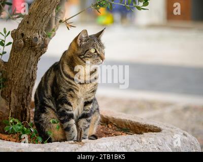 A cute little tabby cat sitting under a small tree, Cres (Croatia) Stock Photo