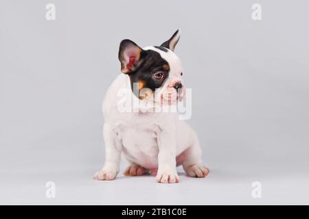 Tan pied French Bulldog dog puppy sitting on white background Stock Photo