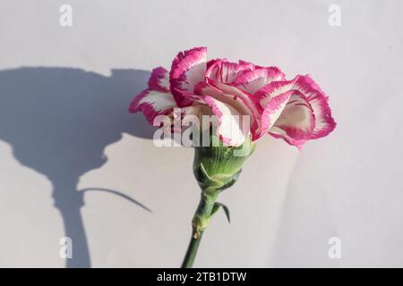 Beautiful fresh Carnation with fringed White petals with bright pink outline border on white background Stock Photo