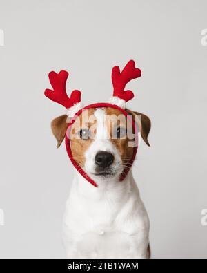 Jack Russell Terrier dog wearing reindeer antlers on white background Stock Photo