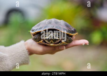 Cropped woman hand holding tortoise Stock Photo