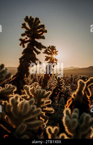Cholla cactus at sunrise in Joshua tree National Park, California. Stock Photo