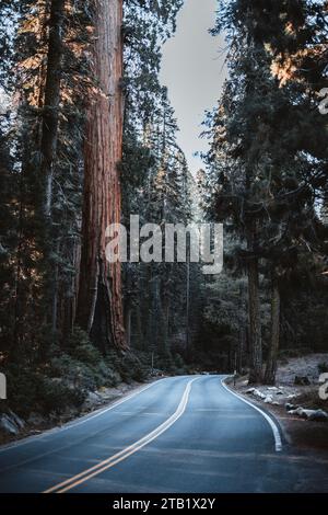 road winds through giant forest, Sequoia National park, California Stock Photo