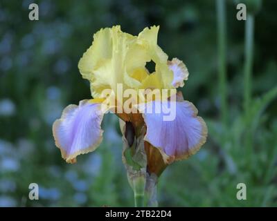 Iris germanica Bearded Iris Cultivar Edith Wolford Plant in Flower Stock Photo