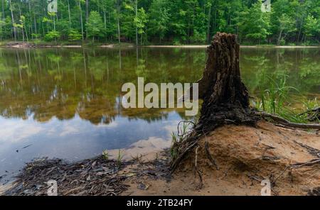 Reflection of a thick North Carolina forest seen from a sandy shore on a lake with an old tree stump Stock Photo