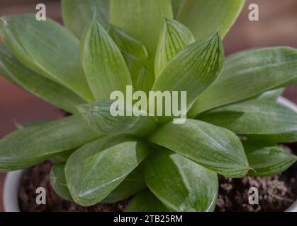 Detail of Haworthia cymbiformis (Cathedral Window Haworthia). Beautiful succulent perennial plant with simple fleshy leaves in ceramic pot, Background Stock Photo