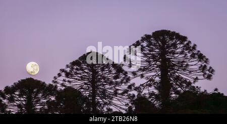 Silhouetted Trees and Full Moon Against Purple Sky Stock Photo