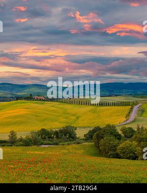 A vertical 4:5 image in springtime of a sunrise at Agriturismo Poggio Covili, located in Val d'Orcia on the Tuscan countryside in central Italy. Poggi Stock Photo