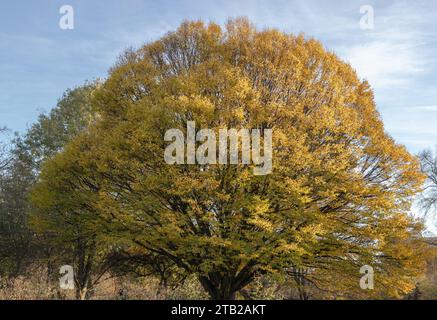 Aspen tree (Populus tremula) with colorful autumn leaves in natural sunlight. Tree Starting to Change Color in Early Autumn, Autumnal landscape, Space Stock Photo