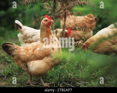 This beautiful image showcases free-range egg-laying chickens in both a field and a commercial chicken coop. The photograph captures the natural beaut Stock Photo