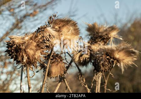 Brown dead artichoke head seeds (Cynara cardinculus) on stalk. Dried milk thistle flower (Sylibum marianum) illuminated by the sun in the autumn day, Stock Photo